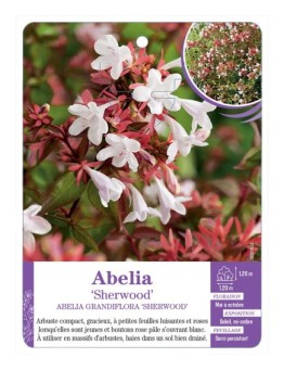 ABELIA GRANDIFLORA SHERWOOD