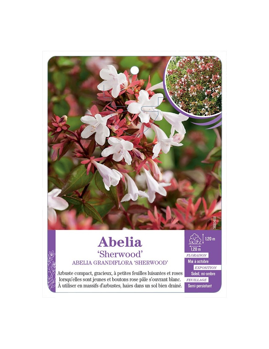 ABELIA GRANDIFLORA SHERWOOD