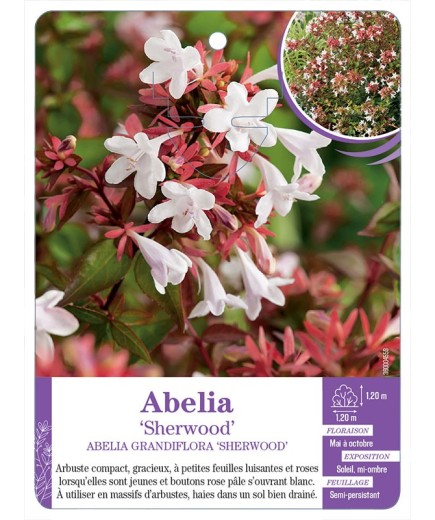 ABELIA GRANDIFLORA SHERWOOD
