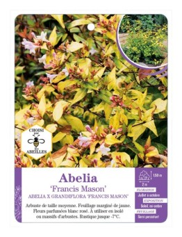 ABELIA X GRANDIFLORA FRANCIS MASON