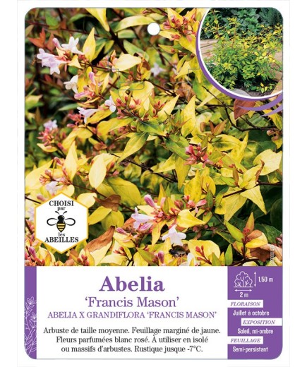 ABELIA X GRANDIFLORA FRANCIS MASON