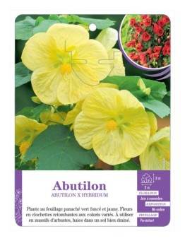 ABUTILON X HYBRIDUM