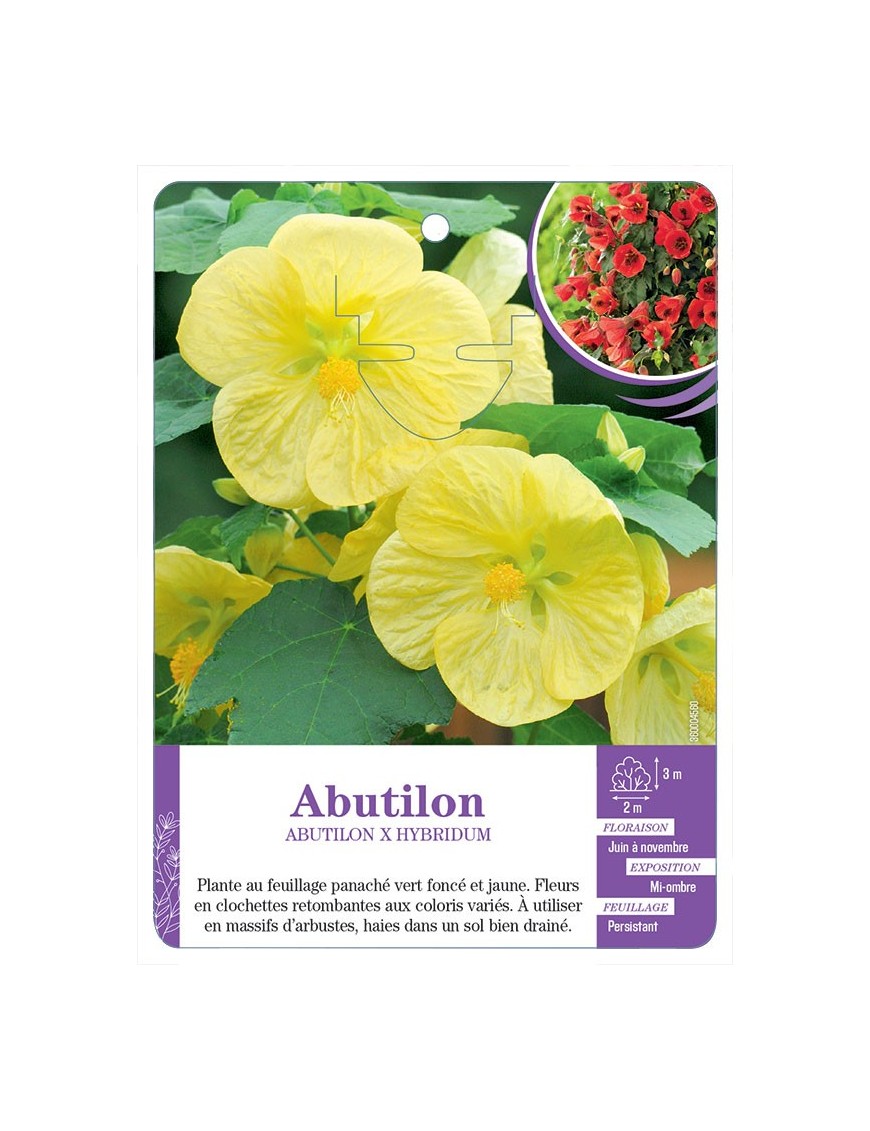 ABUTILON X HYBRIDUM