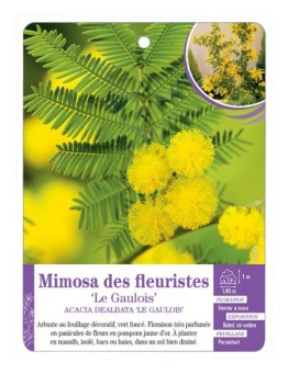 ACACIA DEALBATA LE GAULOIS voir Mimosa des fleuristes