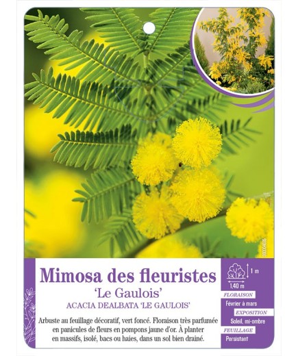 ACACIA DEALBATA LE GAULOIS voir Mimosa des fleuristes