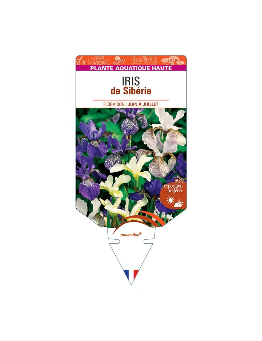 IRIS sibirica varié voir IRIS de Sibérie