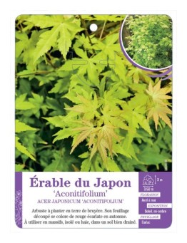 ACER JAPONICUM ACONITIFOLIUM voir Érable du Japon