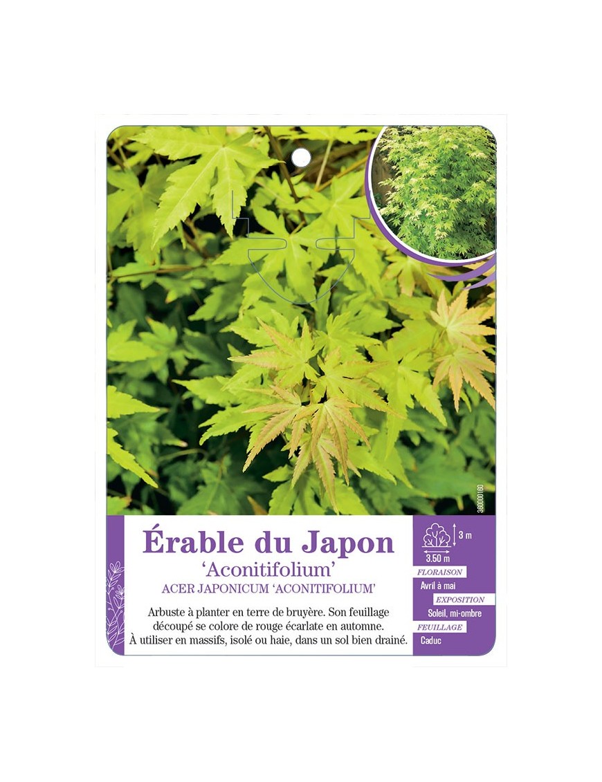 ACER JAPONICUM ACONITIFOLIUM voir Érable du Japon