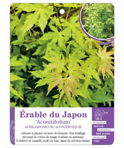 ACER JAPONICUM ACONITIFOLIUM voir Érable du Japon