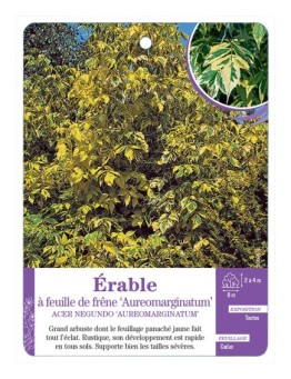 ACER NEGUNDO AUREOMARGIMATUM voir Érable à feuille de frêne