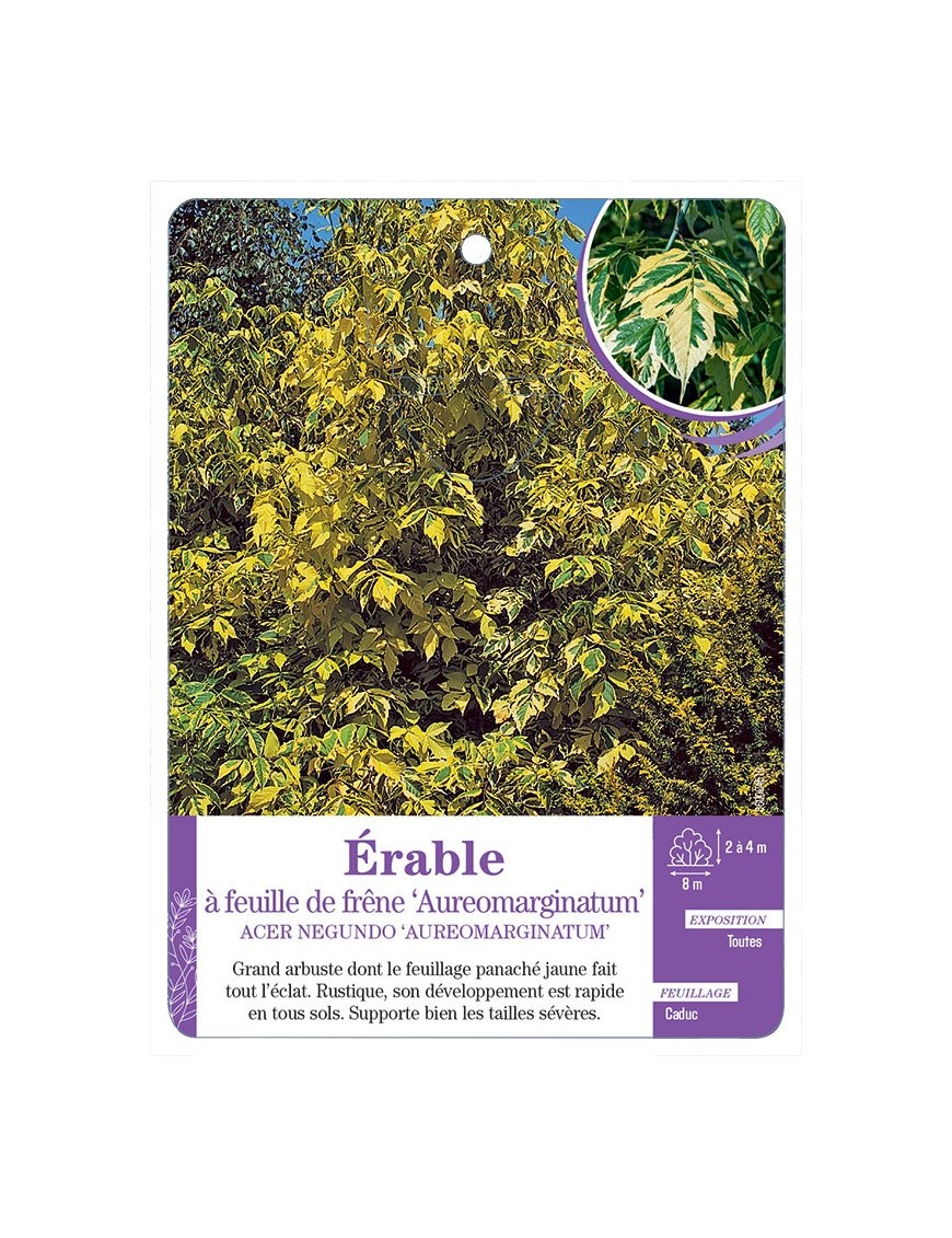 ACER NEGUNDO AUREOMARGIMATUM voir Érable à feuille de frêne