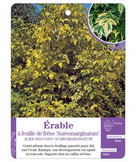 ACER NEGUNDO AUREOMARGIMATUM voir Érable à feuille de frêne