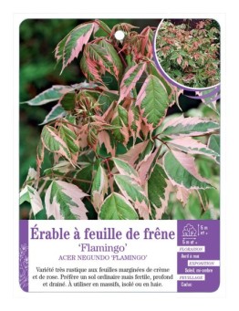 ACER NEGUNDO FLAMINGO voir Érable à feuille de frêne