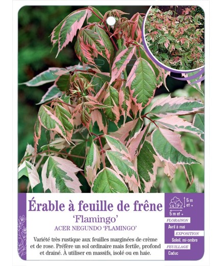 ACER NEGUNDO FLAMINGO voir Érable à feuille de frêne