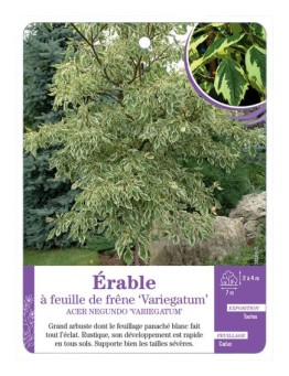 ACER NEGUNDO VARIEGATUM voir Érable à feuille de frêne