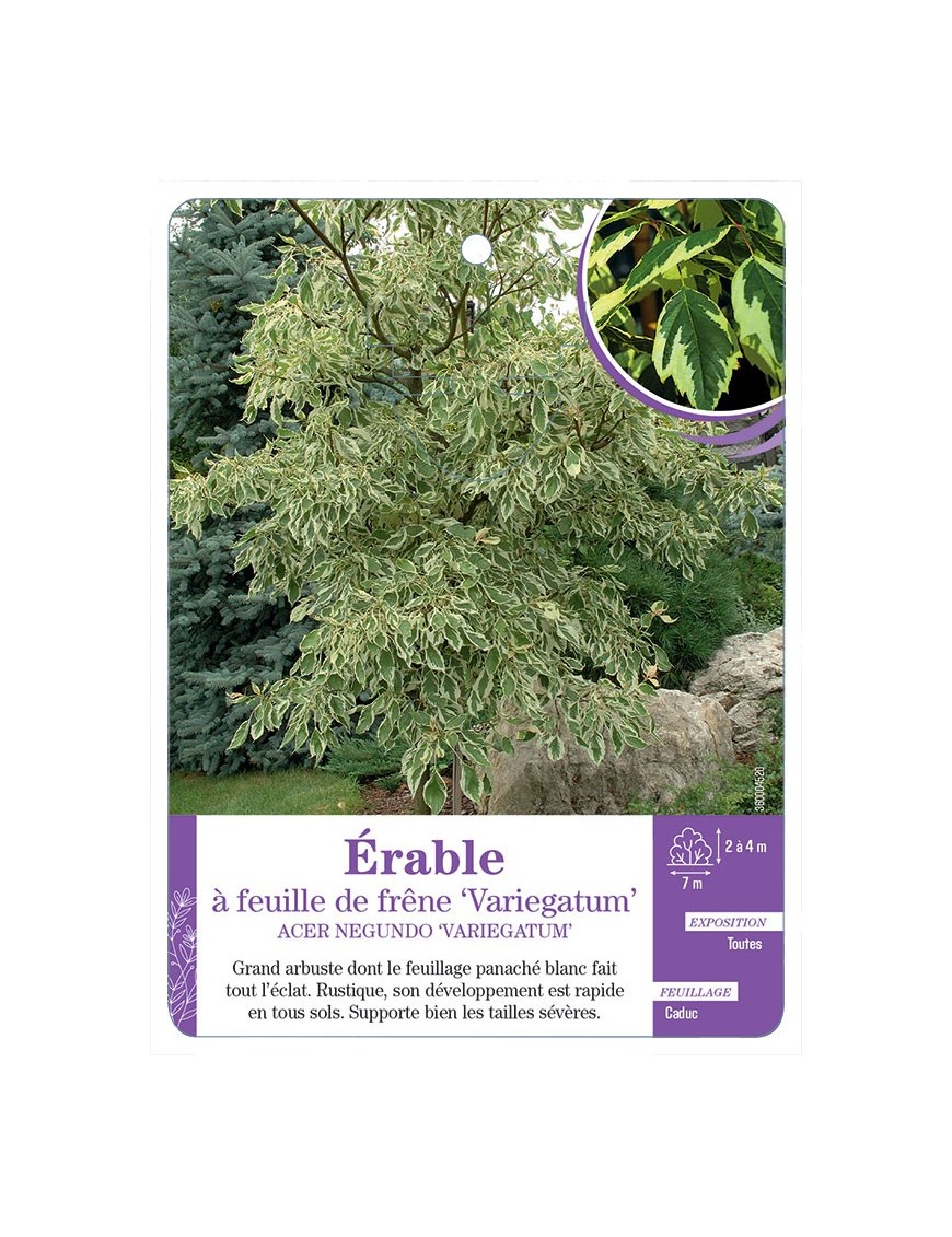 ACER NEGUNDO VARIEGATUM voir Érable à feuille de frêne