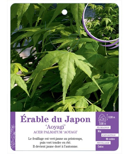 ACER PALMATUM AOYAGI voir Érable du Japon