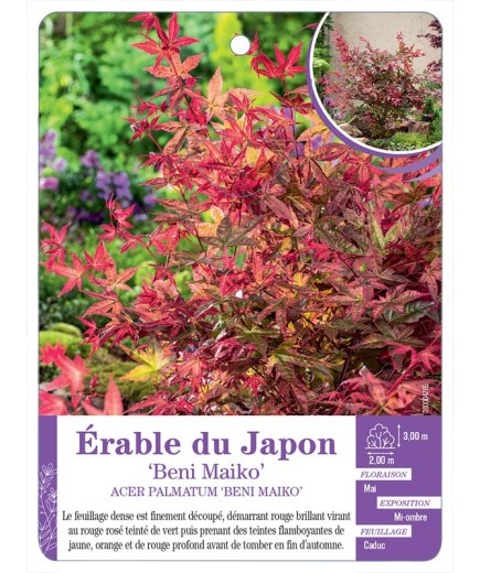 ACER PALMATUM BENI MAIKO voir Érable du Japon
