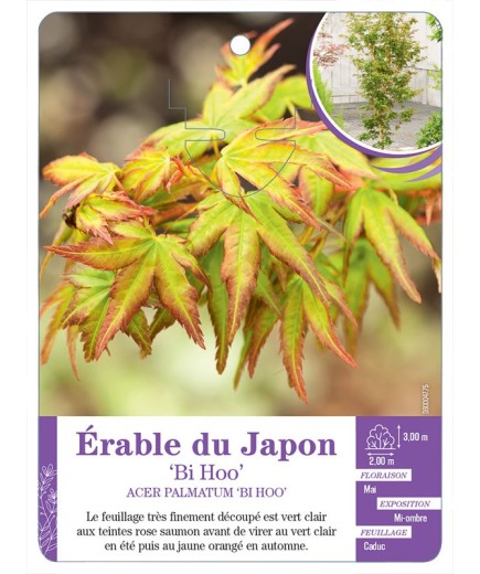 ACER PALMATUM BI HOO voir Érable du Japon