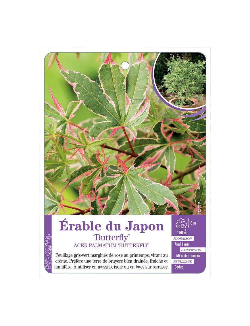 ACER PALMATUM BUTTERFLY voir Érable du Japon
