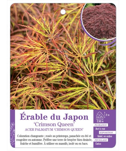 ACER PALMATUM CRIMSON QUEEN voir Érable du Japon