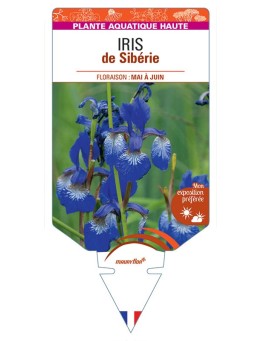 IRIS sibirica voir IRIS de Sibérie (bleu)