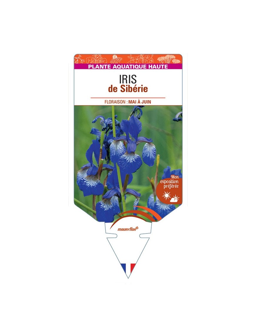 IRIS sibirica voir IRIS de Sibérie (bleu)