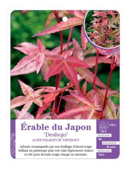 ACER PALMATUM DESHOJO voir Érable du Japon