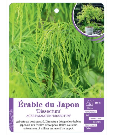 ACER PALMATUM DISSECTUM voir Érable du Japon