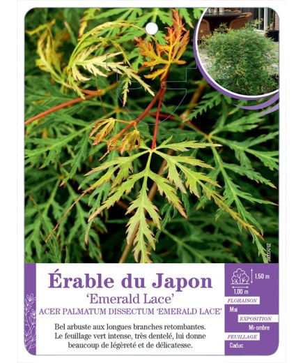 ACER PALMATUM DISSECTUM EMERALD LACE voir Érable du Japon
