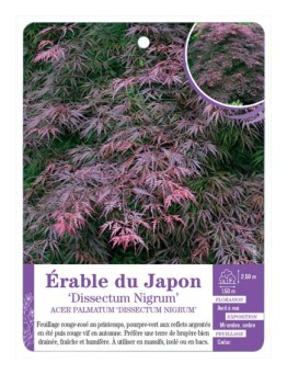 ACER PALMATUM DISSECTUM NIGRUM voir Érable du Japon