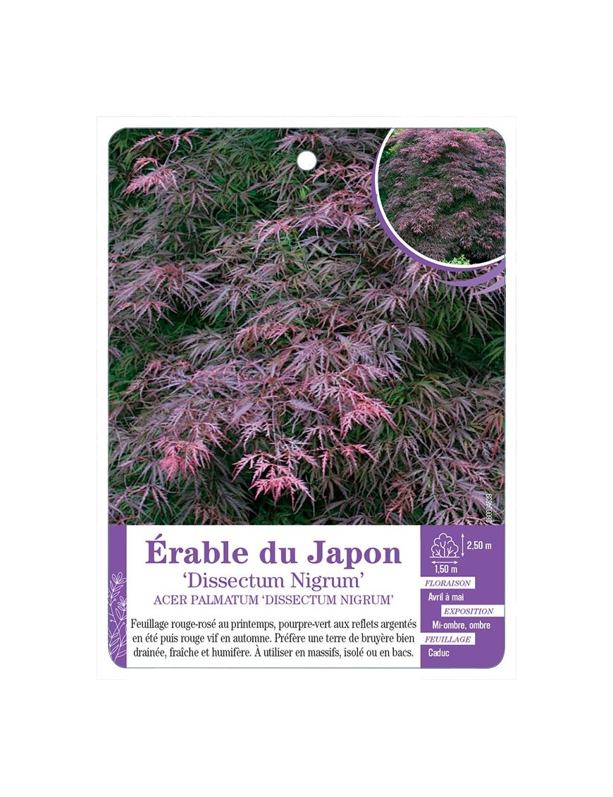 ACER PALMATUM DISSECTUM NIGRUM voir Érable du Japon