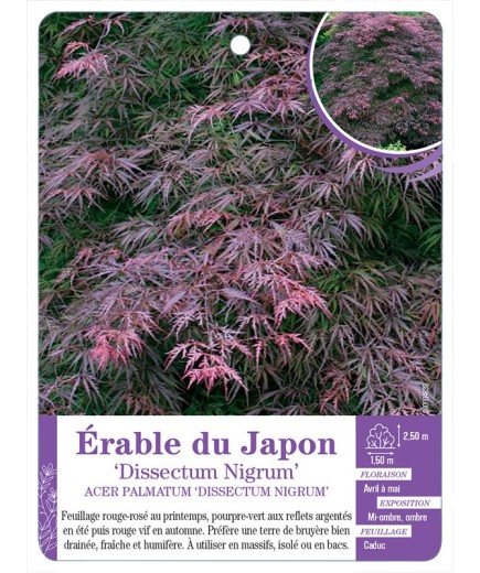 ACER PALMATUM DISSECTUM NIGRUM voir Érable du Japon