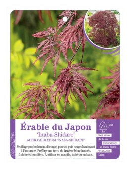 ACER PALMATUM INABA-SHIDARE voir Érable du Japon