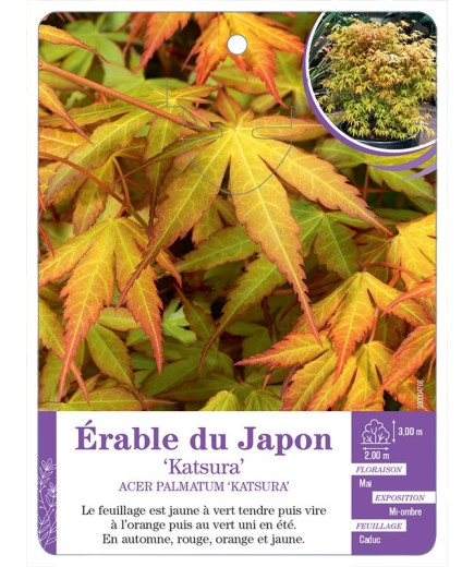ACER PALMATUM KATSURA voir Érable du Japon