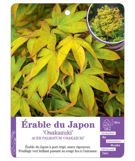 ACER PALMATUM OSAKAZUKI voir Érable du Japon
