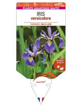 IRIS versicolor
