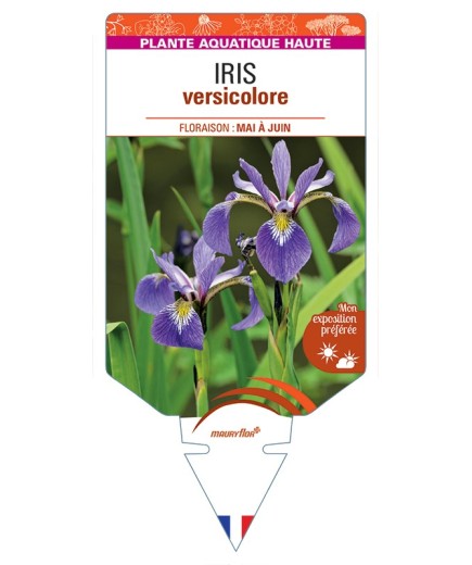 IRIS versicolor
