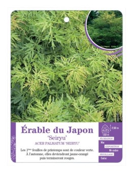 ACER PALMATUM SEIRYU voir Érable du Japon