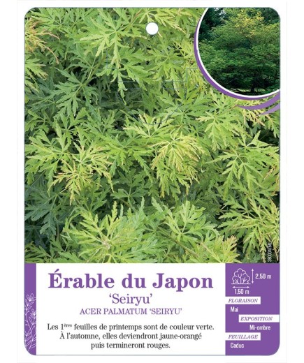ACER PALMATUM SEIRYU voir Érable du Japon