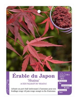 ACER PALMATUM SHAINA voir Érable du Japon