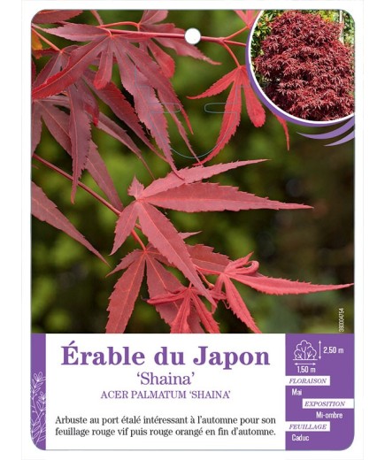ACER PALMATUM SHAINA voir Érable du Japon