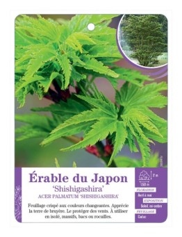 ACER PALMATUM SHISHIGASHIRA voir Érable du Japon
