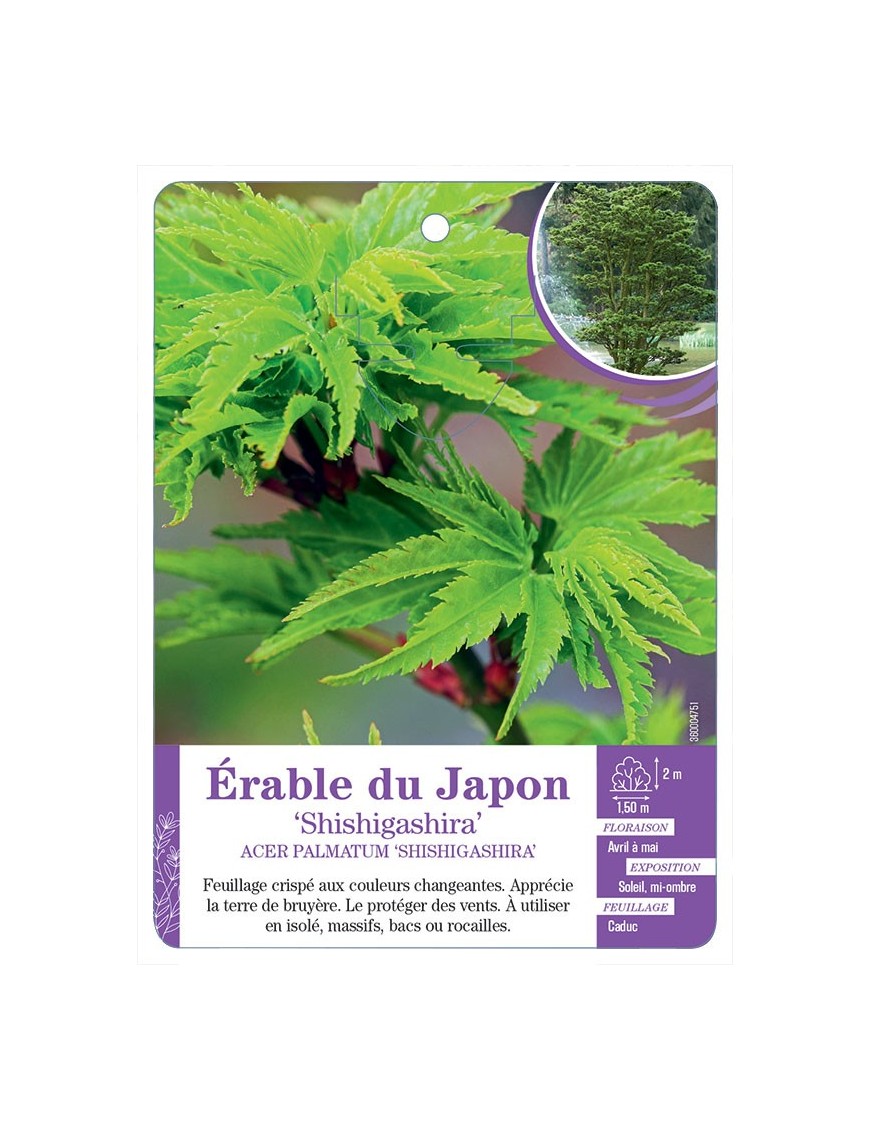 ACER PALMATUM SHISHIGASHIRA voir Érable du Japon