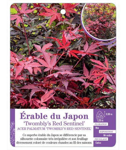 ACER PALMATUM TWOMBLY’S RED SENTINEL voir Érable du Japon