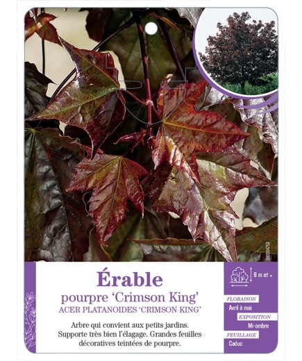 ACER PLATANOIDES CRIMSON KING voir Érable pourpre
