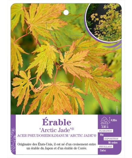 ACER PSEUDOSIEBOLDIANUM ARCTIC JADE® voir Érable