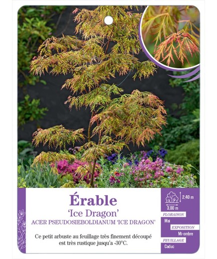 ACER PSEUDOSIEBOLDIANUM ICE DRAGON voir Érable