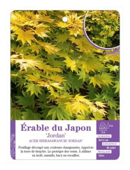 ACER SHIRASAWANUM JORDAN voir Érable du Japon