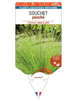 ISOLEPIS cernua voir Souchet penché